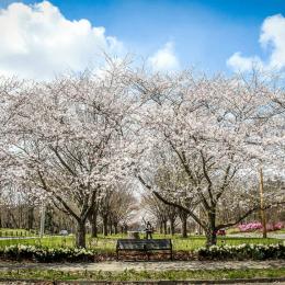 Flowering trees