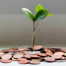 Leaf growing from coins